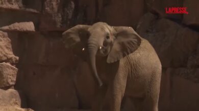 Germania, gli elefanti tornano allo zoo di Berlino: i primi passi nella loro nuova casa
