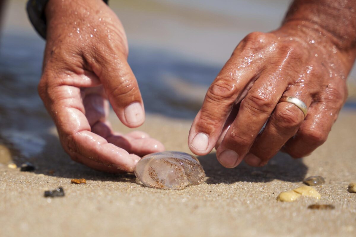 Meduse, vermocane e specie aliene: le insidie marine e come intervenire