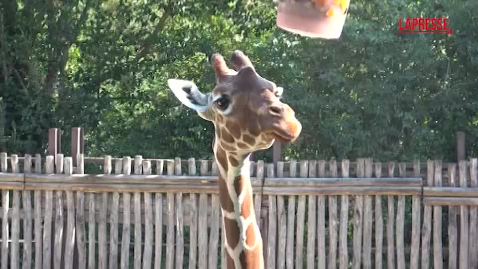 Roma, al Bioparco ghiaccioli per gli animali contro il caldo record