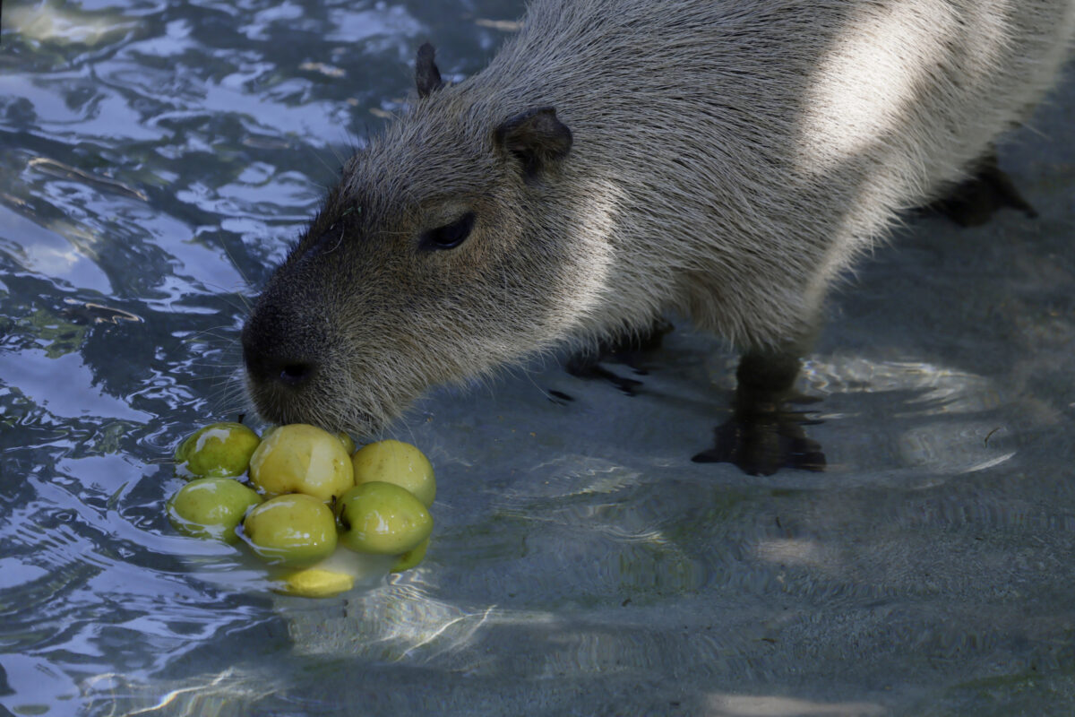 Galleria foto 'Caldo record, al Bioparco di Roma ghiaccioli di frutta e pesce per gli animali – Le Foto' - foto 3