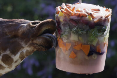 Bioparco di Roma, gli operatori danno cibo ghiacciato agli animali per combattere il caldo , la giraffa mangia vegetali appesi Venerdì 26 Giugno 2026 Roma Italia (foto di Cecilia Fabiano/ LaPresse)