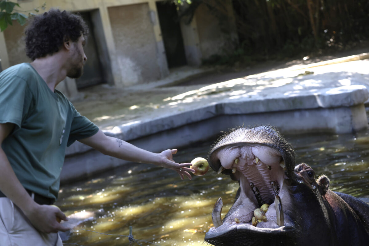 Galleria foto 'Caldo record, al Bioparco di Roma ghiaccioli di frutta e pesce per gli animali – Le Foto' - foto 7