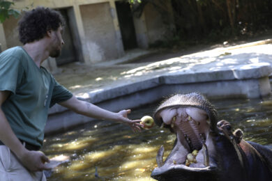 Bioparco di Roma, gli operatori danno cibo ghiacciato agli animali per combattere il caldo. Il pranzo dell'ippopotamo (foto di Cecilia Fabiano/ LaPresse)