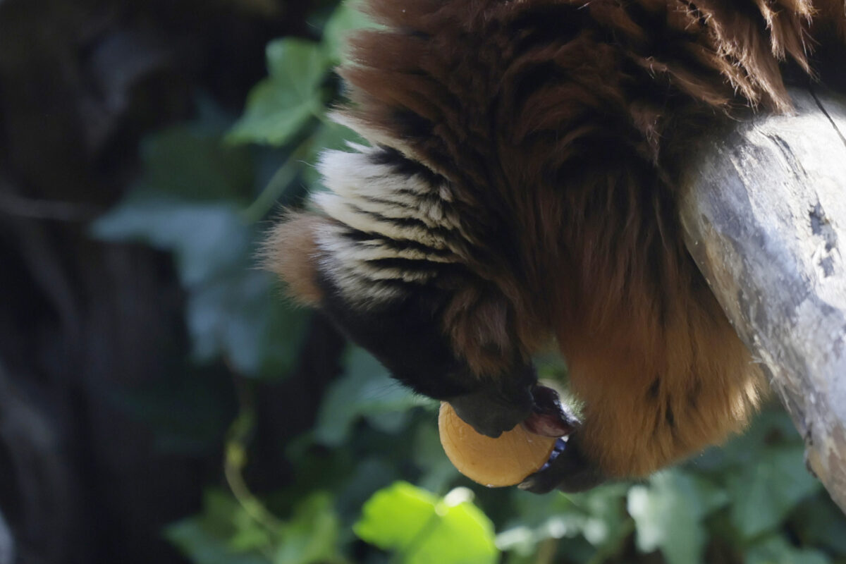 Galleria foto 'Caldo record, al Bioparco di Roma ghiaccioli di frutta e pesce per gli animali – Le Foto' - foto 8