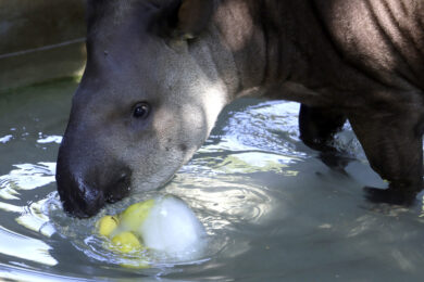 Bioparco di Roma, gli operatori danno cibo ghiacciato agli animali per combattere il caldo , il tapiro mangia vegetali appesi Venerdì 26 Giugno 2026 (foto di Cecilia Fabiano/ LaPresse)