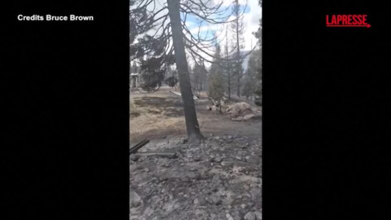 Incendi in Utah, distrutte case e foreste