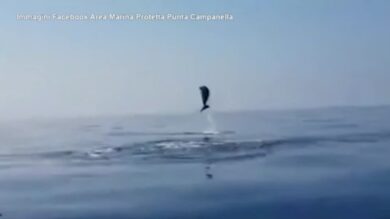 Delfino intrappolato in una rete al largo di Salerno: un gruppo di diportisti lo salva