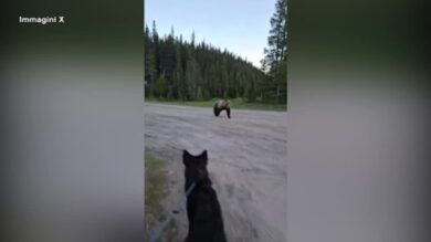 Canada, escursionista faccia a faccia con un grizzly