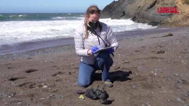 Caldo, in California uccelli marini affamati e morti al largo della costa