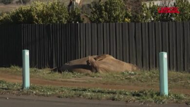 Australia, la foca Neil attrazione della Tasmania: ecco l’elefante marino da 1,4 milioni di follower