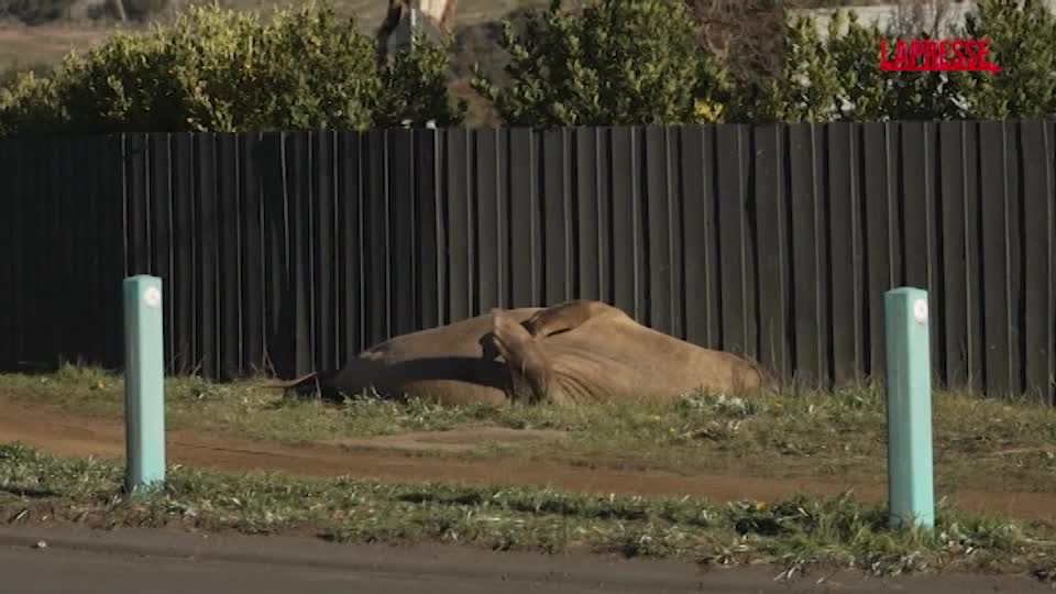 australia la foca neil attrazione della tasmania ecco l8217elefante marino da 14 milioni di follower da Lapresse.it australia la foca neil attrazione della tasmania ecco l8217elefante marino da 14 milioni di follower