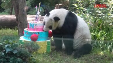 Messico, festa allo zoo per Xin Xin: il panda gigante compie 36 anni
