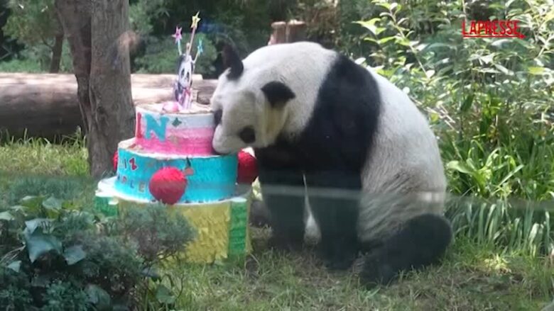 Messico, festa allo zoo per Xin Xin: il panda gigante compie 36 anni