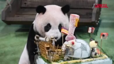 Taiwan, festa per il compleanno della prima panda nata sull'isola: il video