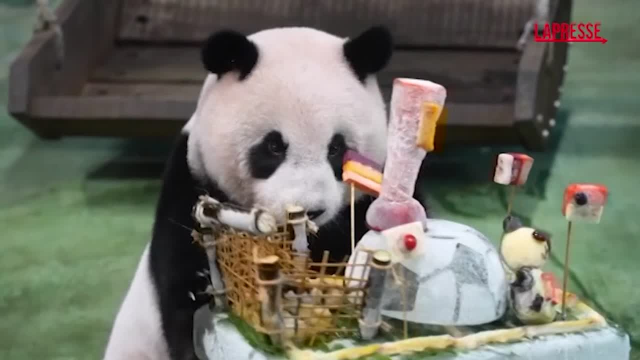 taiwan festa per il compleanno della prima panda nata sull isola il video da Lapresse.it taiwan festa per il compleanno della prima panda nata sull isola il video