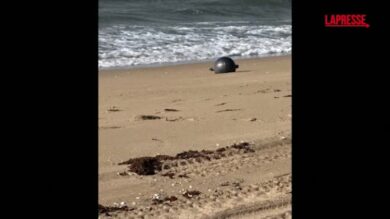 Australia, le misteriose sfere dello "Spazio" rinvenute sulla spiaggia a Forrest Beach