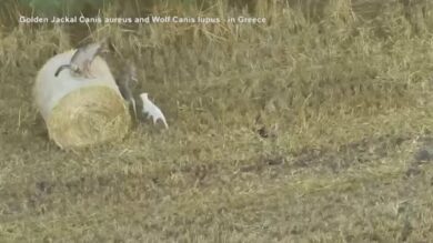 Grecia, cucciolo di cane adottato da un branco di lupi