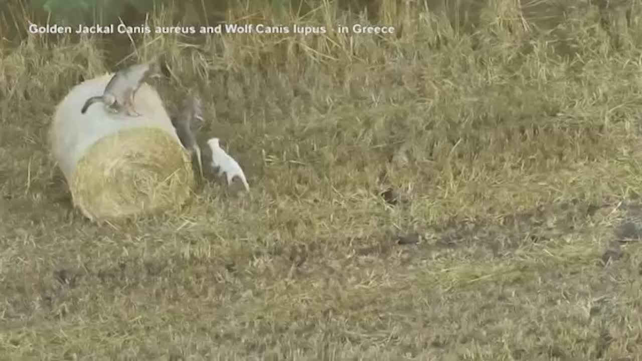 grecia cucciolo di cane adottato da un branco di lupi da Lapresse.it grecia cucciolo di cane adottato da un branco di lupi