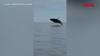 Russia, raro avvistamento di una megattera con il suo cucciolo nel Mare di Barents