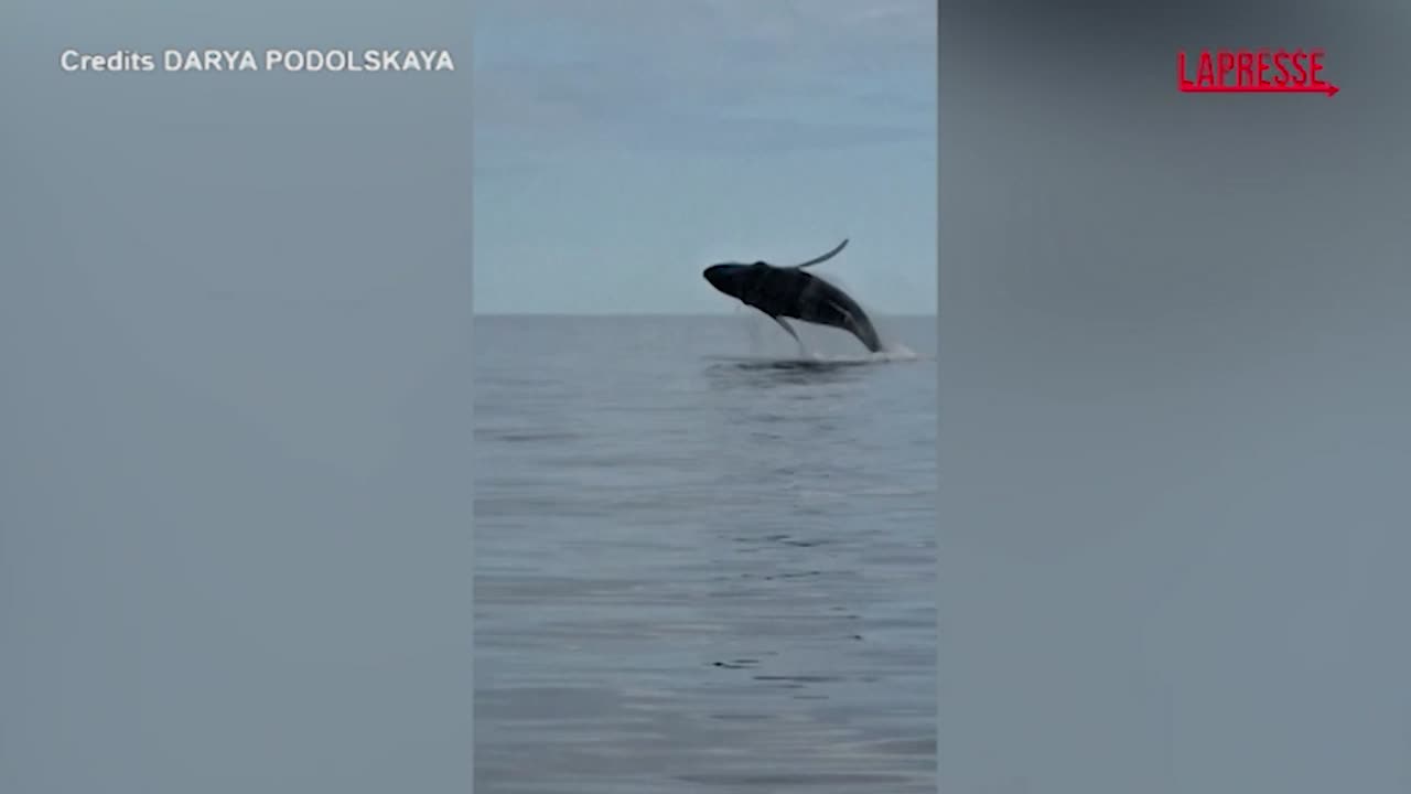 russia raro avvistamento di una megattera con il suo cucciolo nel mare di barents da Lapresse.it russia raro avvistamento di una megattera con il suo cucciolo nel mare di barents