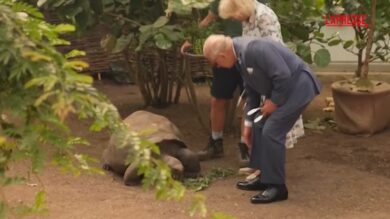 Re Carlo allo zoo di Londra tra tartarughe, pinguini e lumache