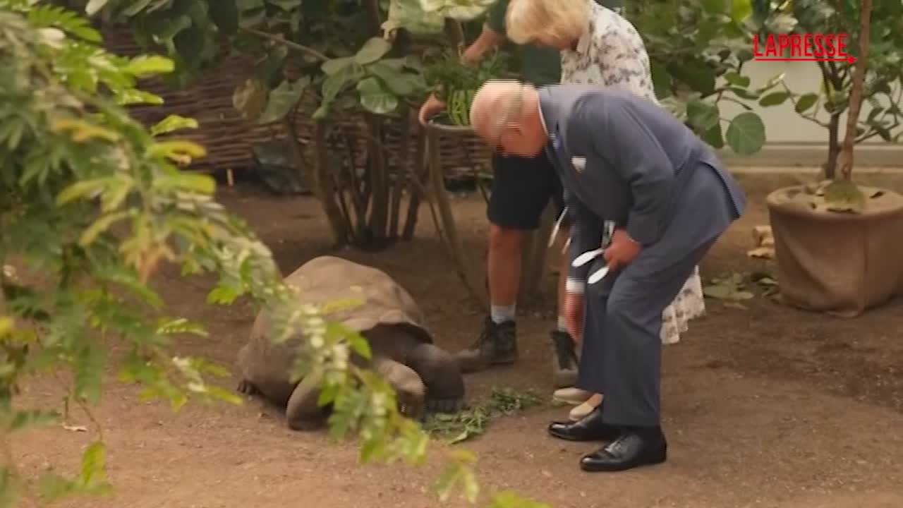 re carlo allo zoo di londra tra tartarughe pinguini e lumache da Lapresse.it re carlo allo zoo di londra tra tartarughe pinguini e lumache