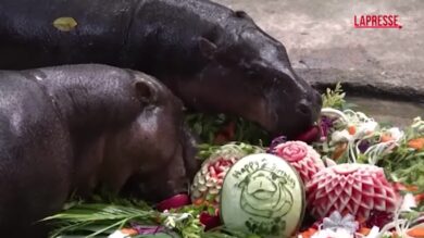 L’ippopotamo pigmeo Moo Deng compie 2 anni: festa allo zoo di Bangkok