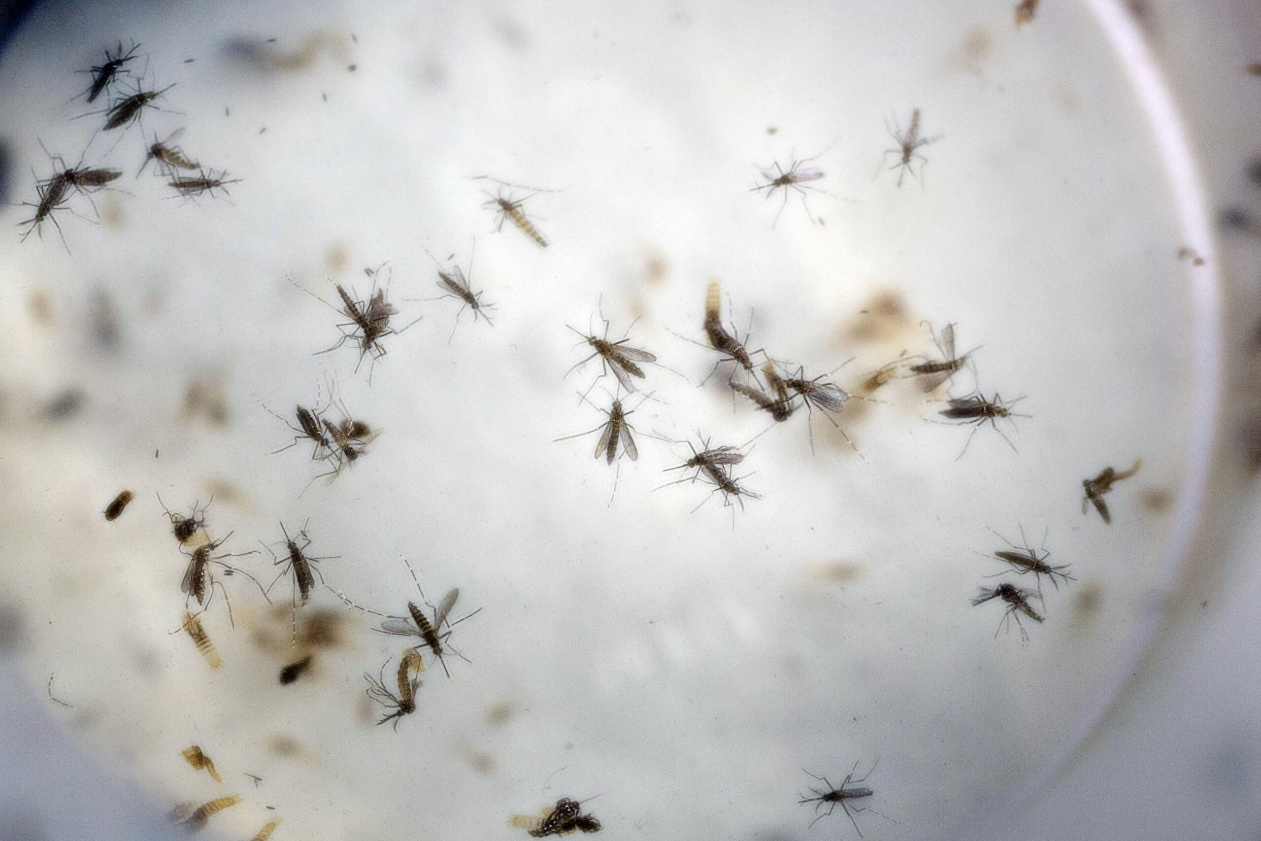West Nile, con il caldo c’è il primo caso a Latina: che cosa significa West Nile, con il caldo c’è il primo caso a Latina: che cosa significa