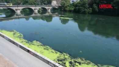 Torino, il Po invaso dalla vegetazione: al via la rimozione delle piante dal fiume
