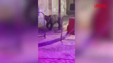 L'Aquila, orso tra le giostre a Villa Scontrone: scatta l’allerta durante la festa