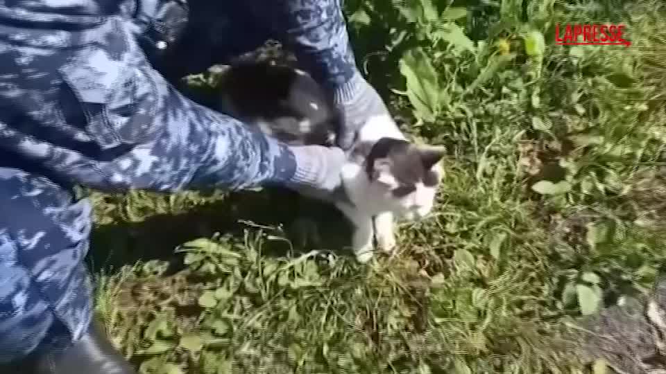 russia beccato il gatto usato come corriere della droga nel160carcere di160ni382nij novgorod da Lapresse.it russia beccato il gatto usato come corriere della droga nel160carcere di160ni382nij novgorod