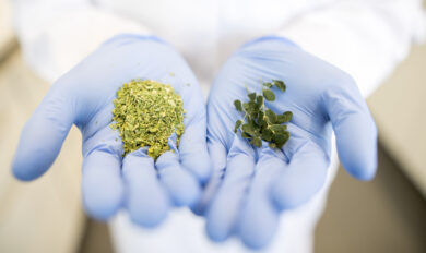Salmonella, richiamati integratori alla moringa dopo focolaio negli Usa