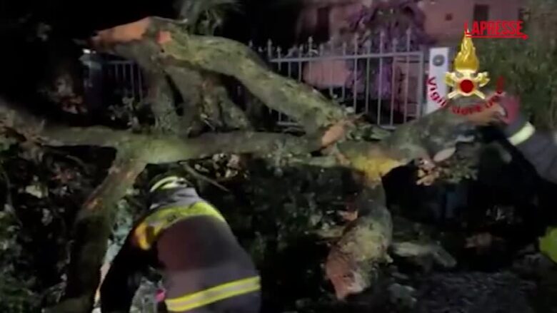 Maltempo, alberi caduti e allagamenti nella provincia di Ancona