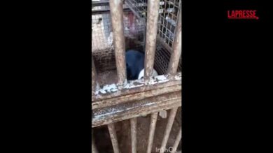 Trento, allevamento lager a Fiavè: 30 cani sequestrati