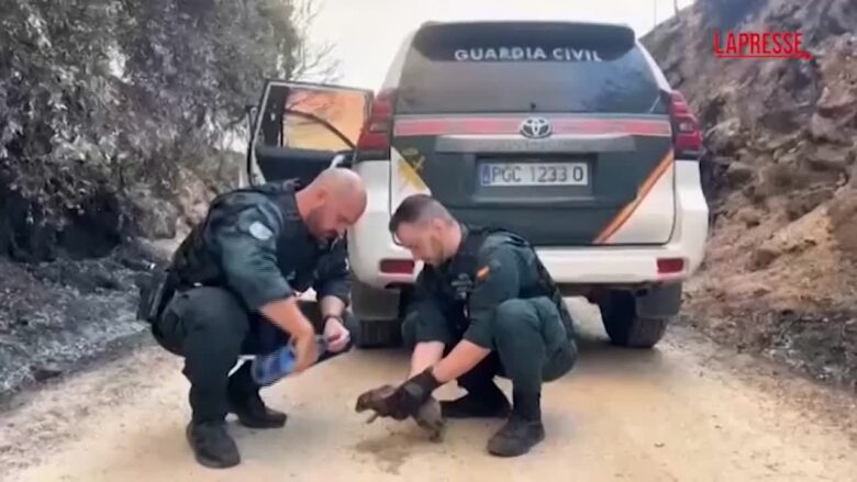 Spagna, la Guardia Civil soccorre gli animali dagli incendi