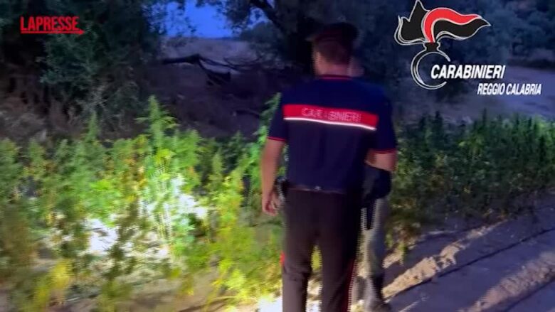 Reggio Calabria, maxi piantagione di cannabis scoperta nella Locride