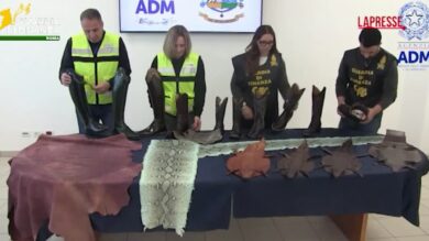 Roma, sgominato traffico di pelli pregiate e di specie protette: anche stivali in pelle di squalo