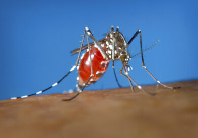 Con gli occhi delle zanzare: ecco perché la città può diventare luogo ideale per Chikungunya e altre arbovirosi