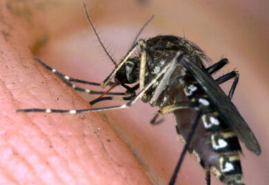 West Nile, chiude il cimitero di Cagliari per disinfestazione urgente