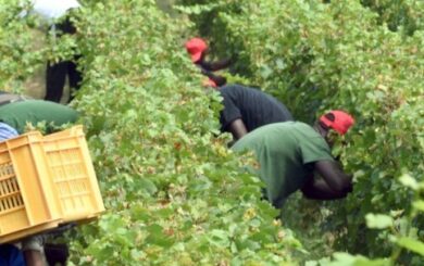 Foggia, furgone con a bordo una decina di braccianti si ribalta: un morto e otto feriti