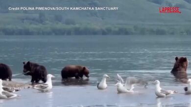 Russia, mamma orsa a pesca coi cuccioli: il video della battuta nel lago Kuril