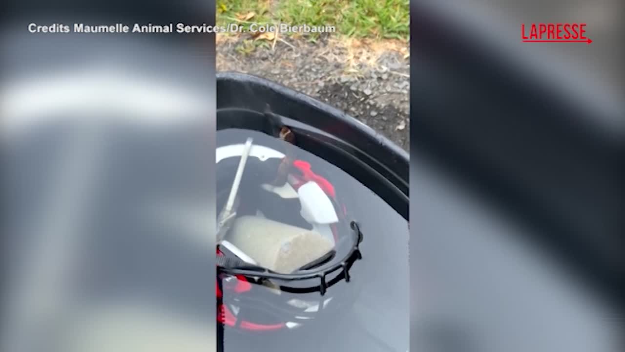 Stati Uniti, serpente nel casco da football: la polizia interviene per estrarlo