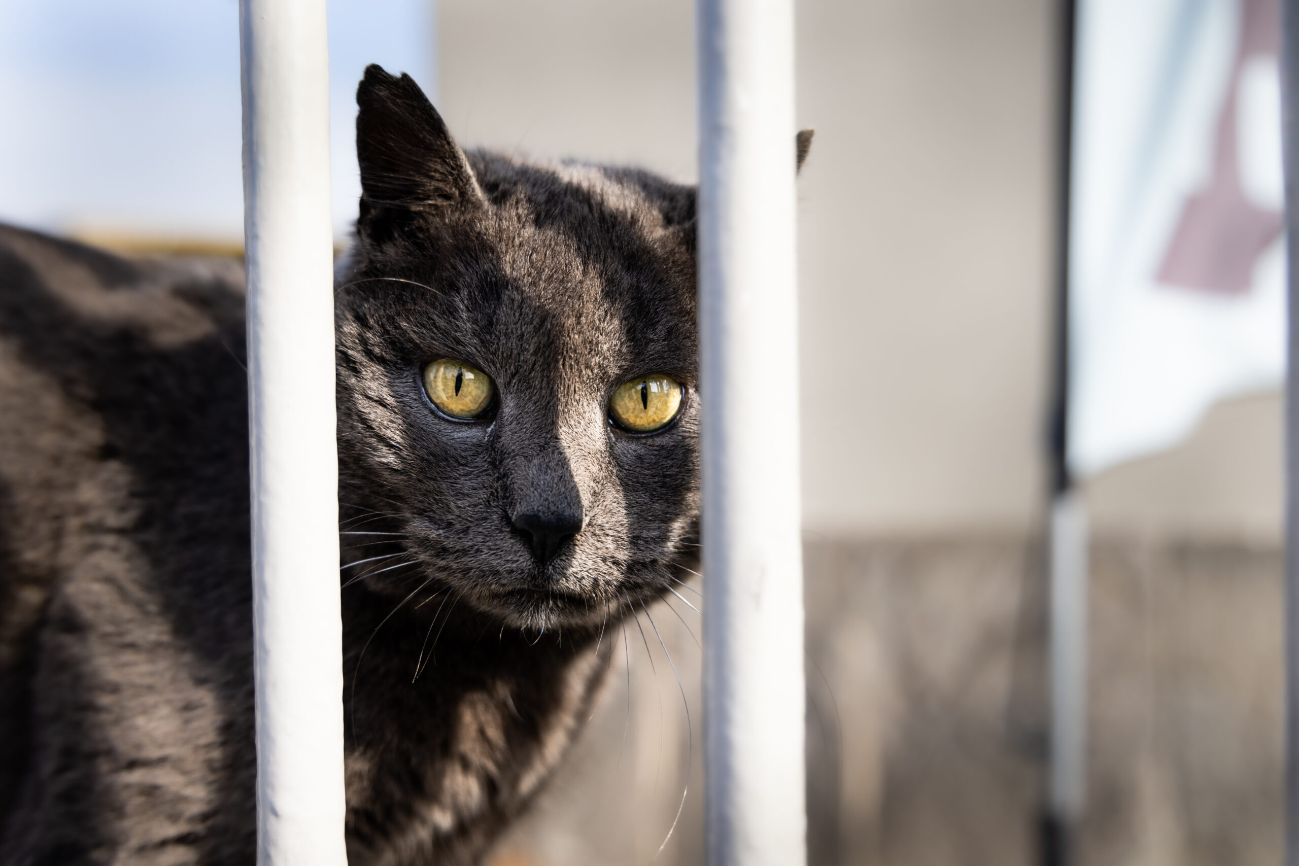 Gatti in carcere a Vasto, la colonia felina gestita da agenti e detenuti contro 