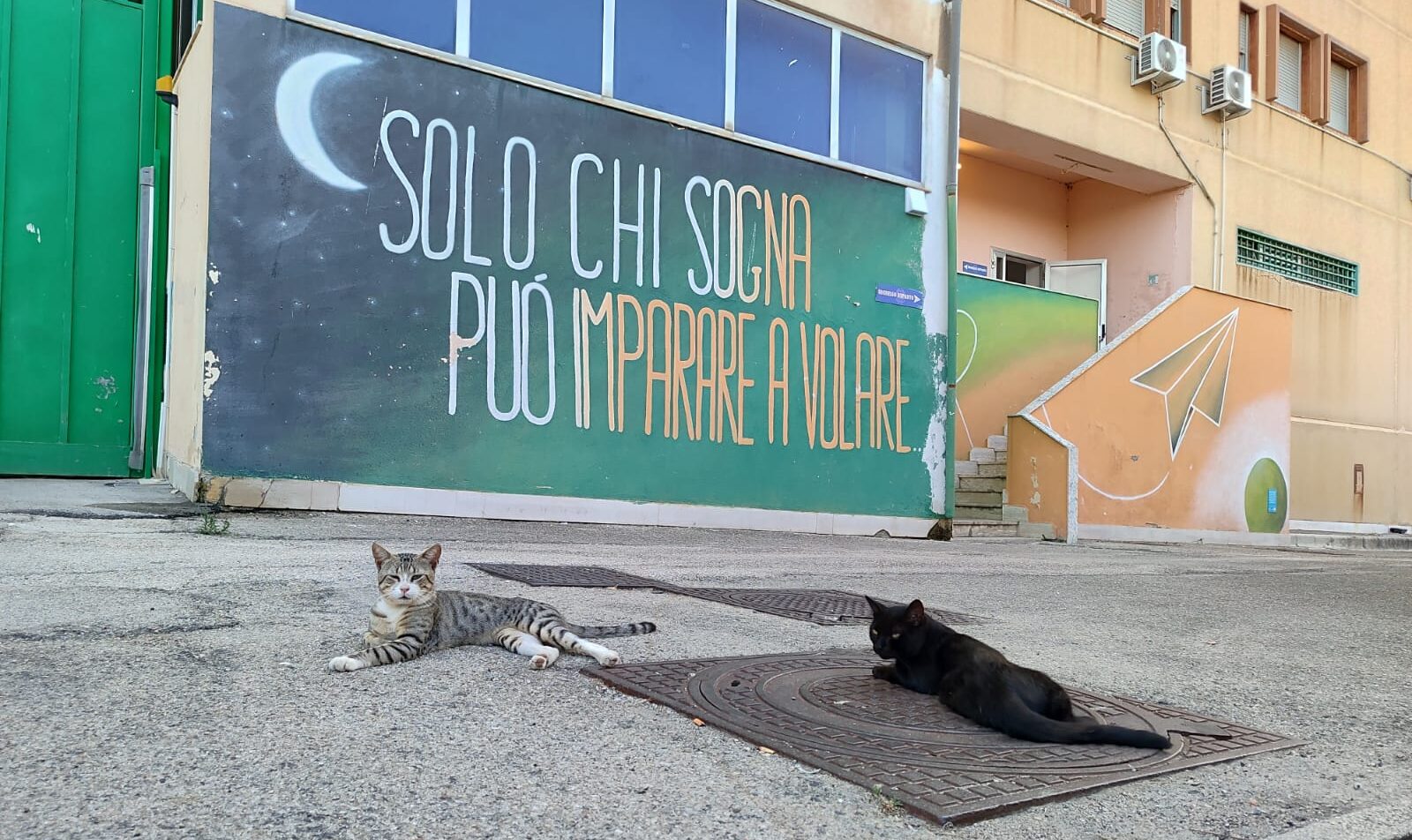 Gatti in carcere a Vasto, la colonia felina gestita da agenti e detenuti contro lo stress Gatti in carcere a Vasto, la colonia felina gestita da agenti e detenuti contro lo stress