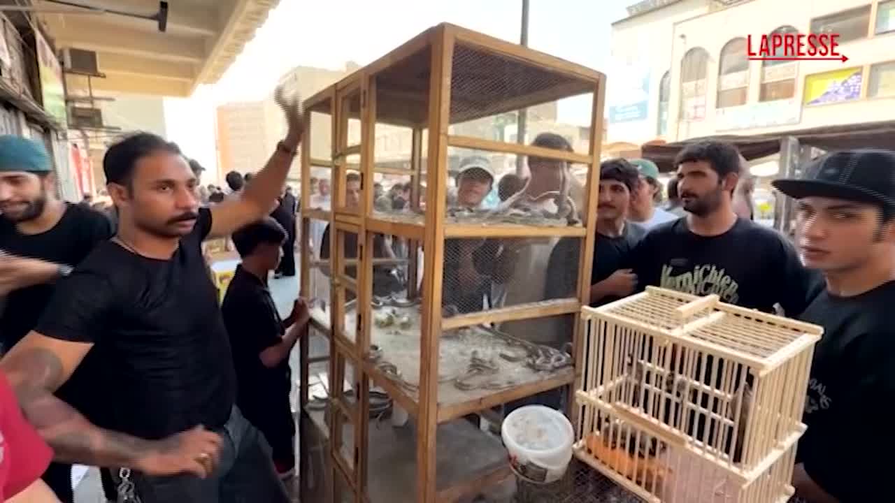 iraq al mercato di baghdad in vendita animali di ogni tipo anche scimmie serpenti e lupi da Lapresse.it iraq al mercato di baghdad in vendita animali di ogni tipo anche scimmie serpenti e lupi