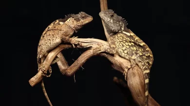 Scoperta in Thailandia la lucertola “drago”, l’omaggio alla serie tv