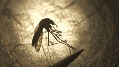 Dengue in Italia,  la ‘fotografia’ nell’estate delle arbovirosi