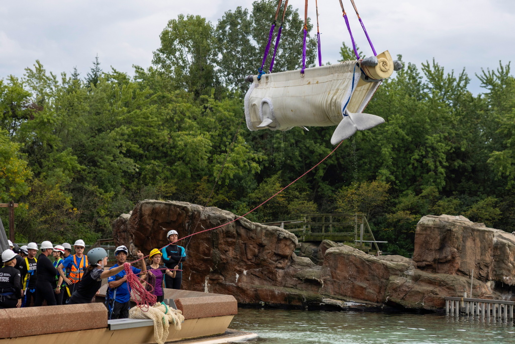 Galleria foto 'Canada, trasferito l’ultimo beluga del parco Marineland: le foto del viaggio verso gli Usa' - foto 9