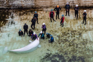 Canada: la beluga Tofino lascia Marineland, ultimo trasferimento che segna la fine della cattivit delle balene (Carlos Osorio/The Canadian Press via AP)