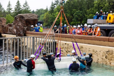 Canada: la beluga Gimli lascia Marineland, ultimo trasferimento che segna la fine della cattività delle balene (Carlos Osorio/The Canadian Press via AP)